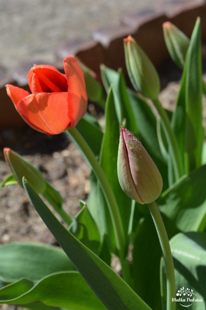 czerwony tulipan
