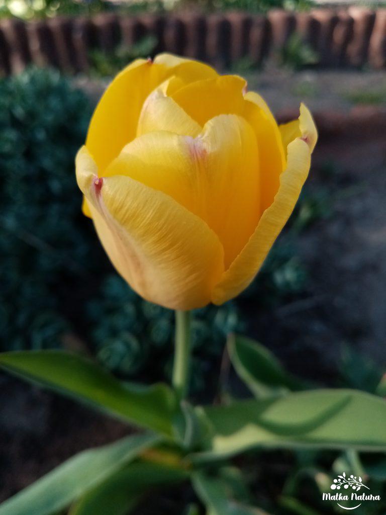 żółty tulipan

