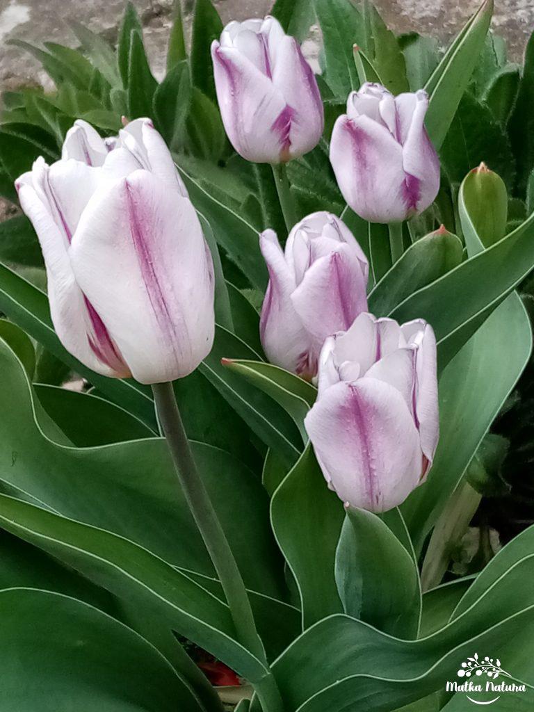 różowy tulipan
