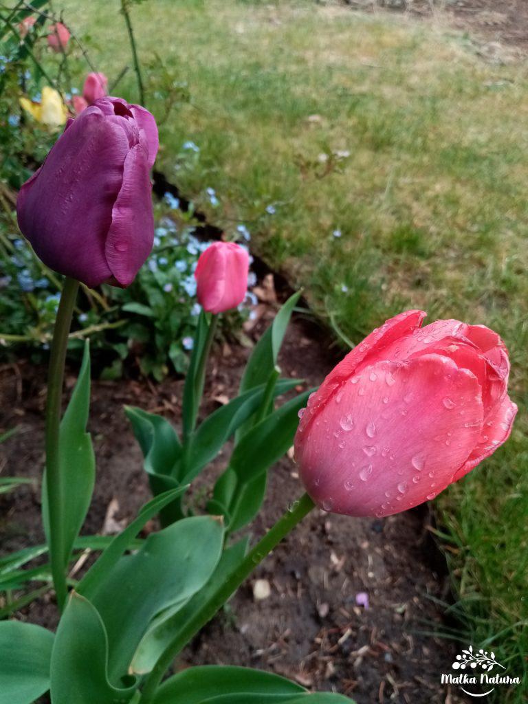 tulipany
